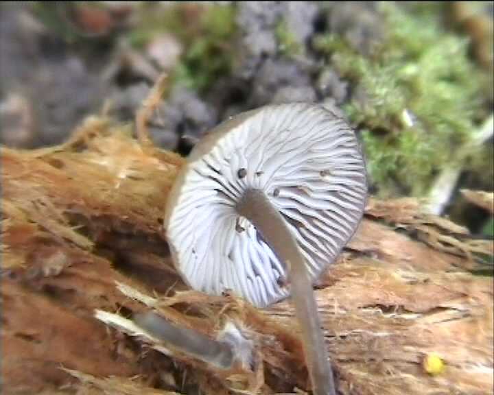 Hydropus marginellus   (Pers.:Fr.)  Singer